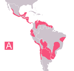 Trypanosomiase humaine américaine (maladie de Chagas)