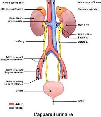 Pathologie génito-urinaire